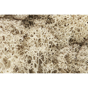 L166 Natural Lichen